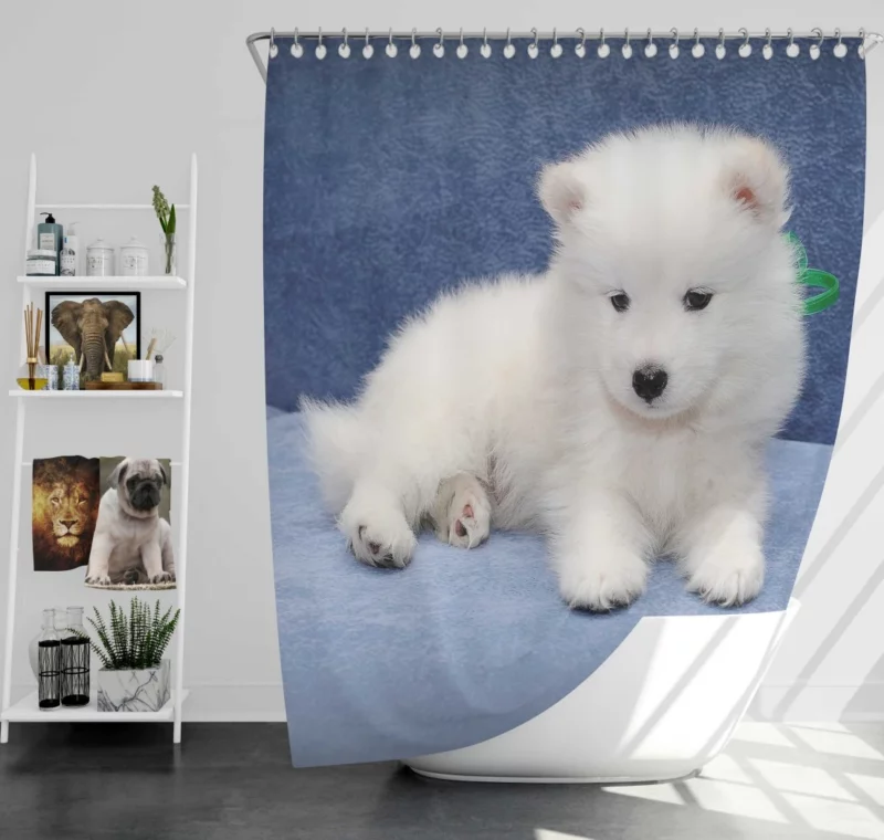 Samoyed Puppy Fluffy Wonder Innocence Shower Curtain