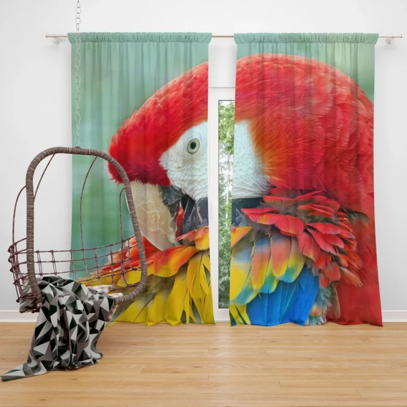 Scarlet Macaw Feathered Brilliance Tropical Charm Curtain