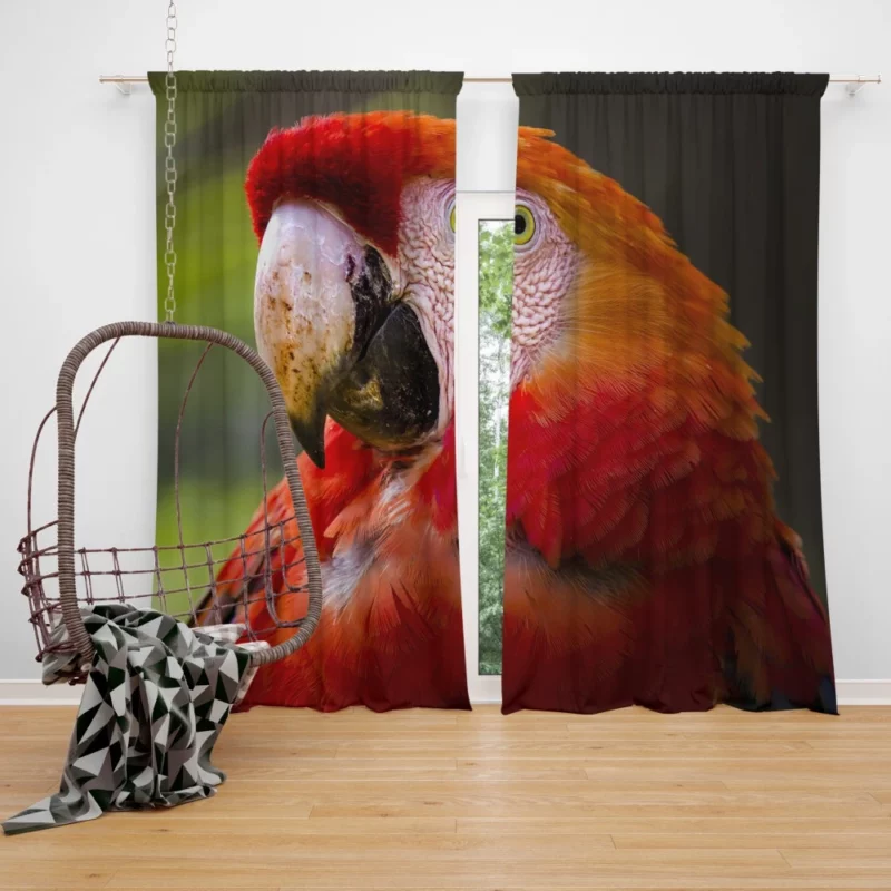 Scarlet Macaw Fiery Charm Tropical Delight Curtain