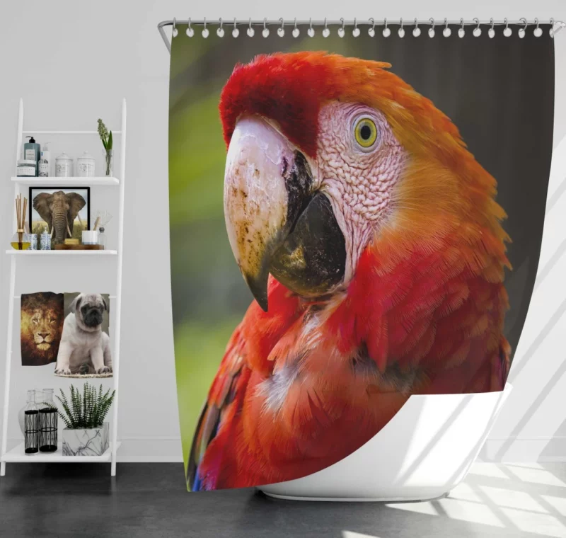 Scarlet Macaw Fiery Charm Tropical Delight Shower Curtain