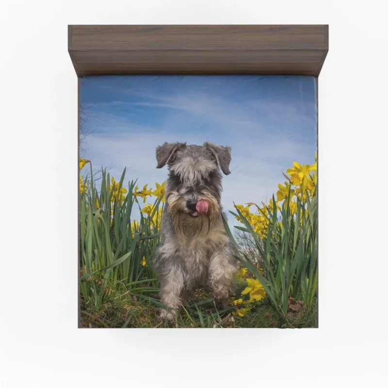 Schnauzer Amidst Yellow Daffodils Fitted Sheet 1