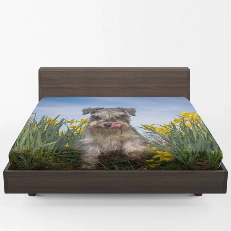 Schnauzer Amidst Yellow Daffodils Fitted Sheet