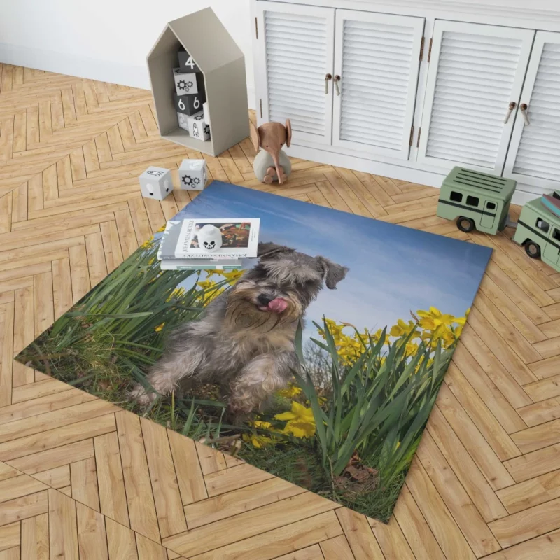 Schnauzer Amidst Yellow Daffodils Rug 1