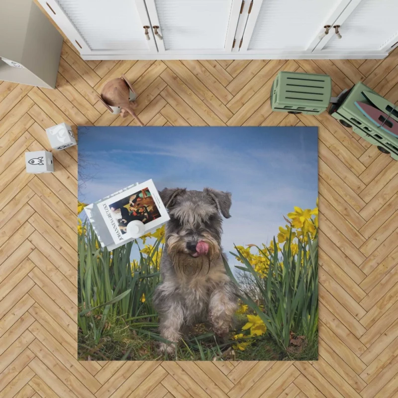 Schnauzer Amidst Yellow Daffodils Rug