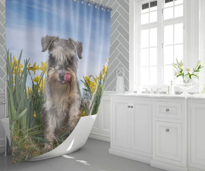 Schnauzer Amidst Yellow Daffodils Shower Curtain 1