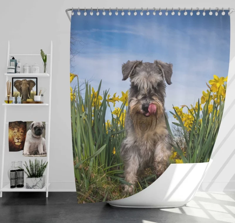 Schnauzer Amidst Yellow Daffodils Shower Curtain