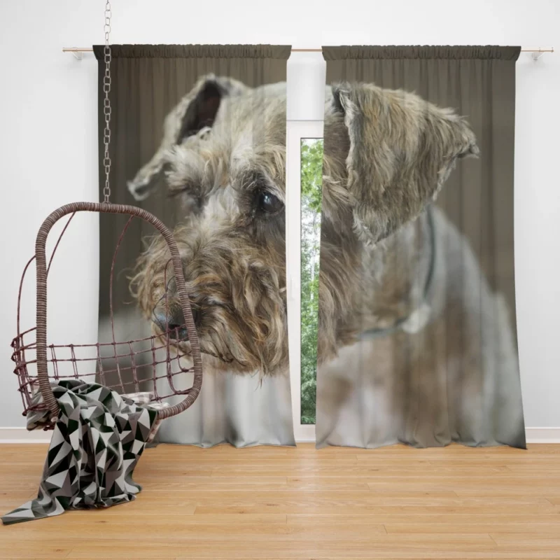 Schnauzer Distinguished Muzzle Canine Persona Curtain