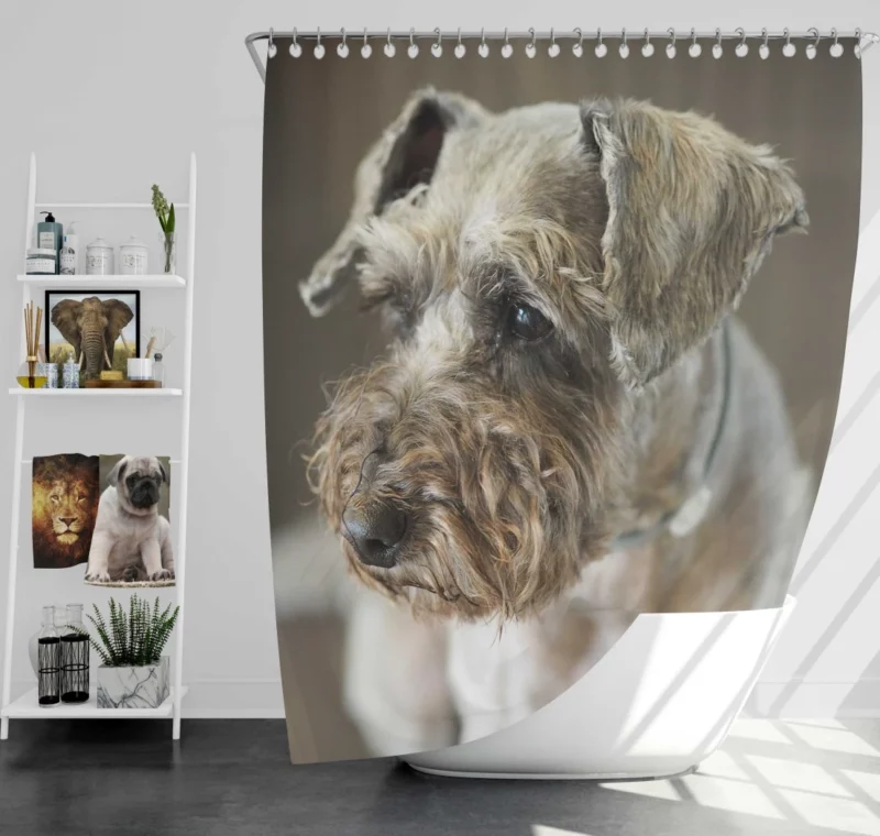 Schnauzer Distinguished Muzzle Canine Persona Shower Curtain