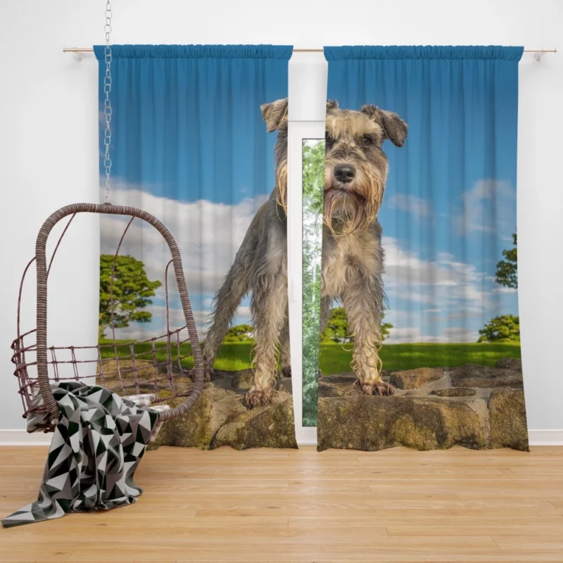 Schnauzer Energetic Stance Curtain