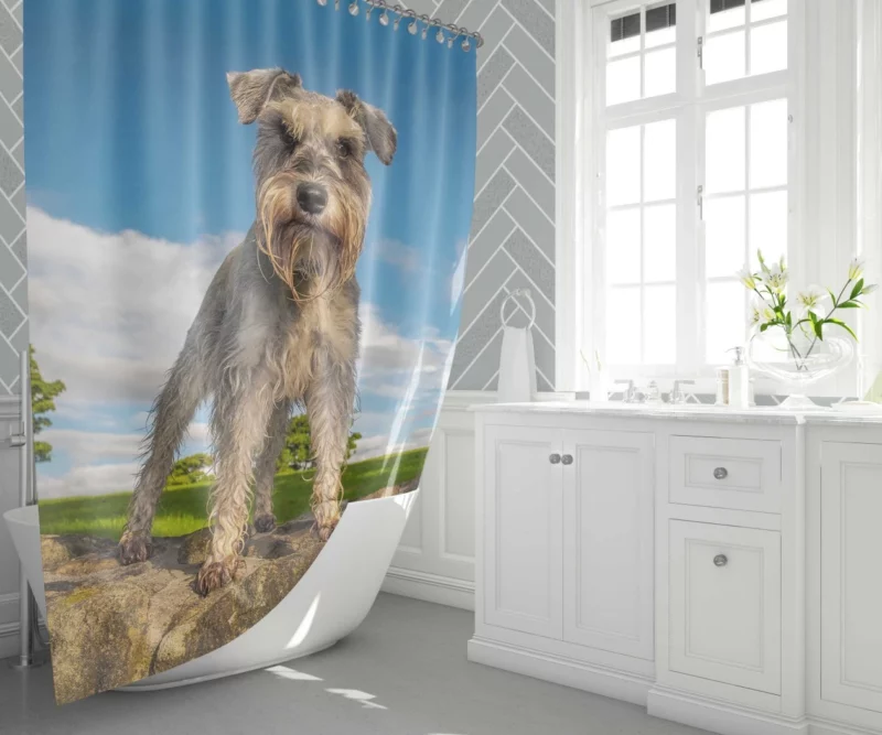 Schnauzer Energetic Stance Shower Curtain 1