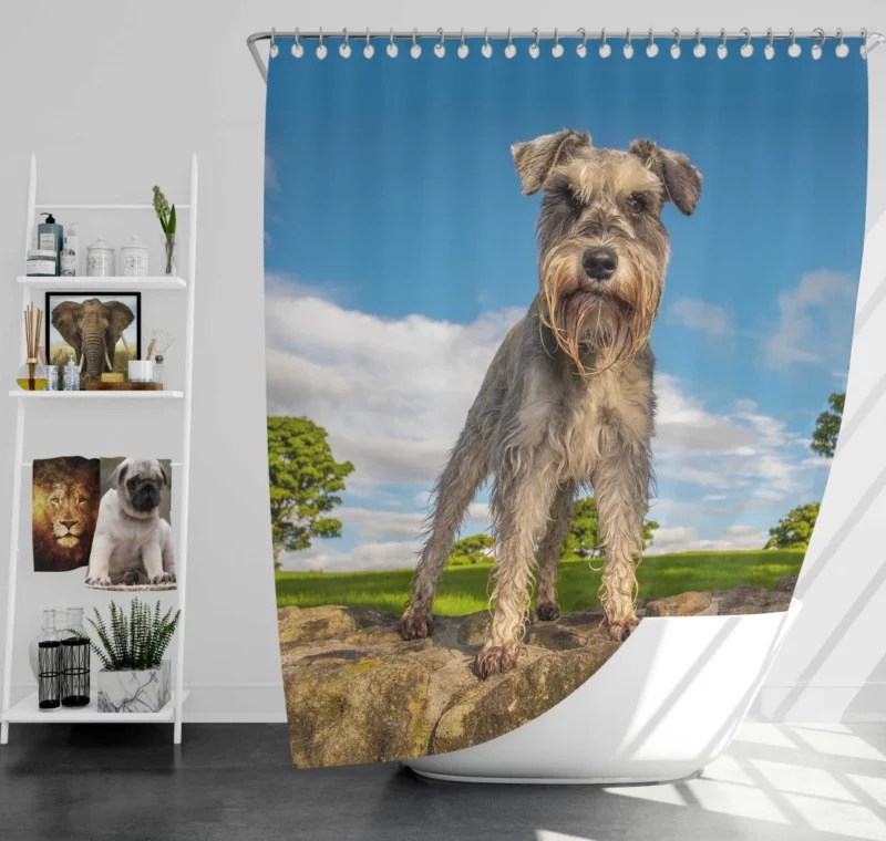 Schnauzer Energetic Stance Shower Curtain