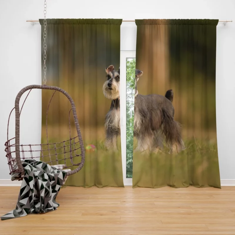 Schnauzer Grassy Rest Furry Delight Curtain