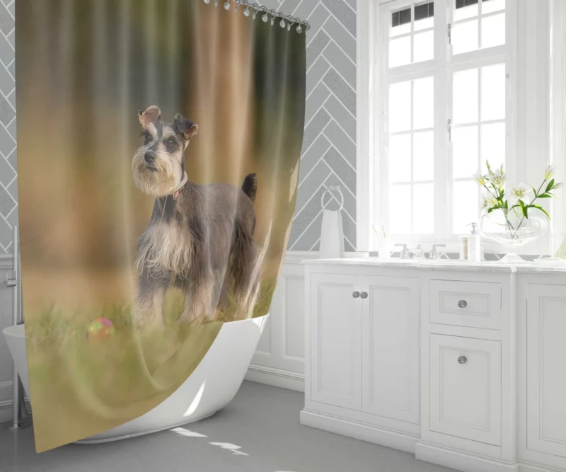 Schnauzer Grassy Rest Furry Delight Shower Curtain 1