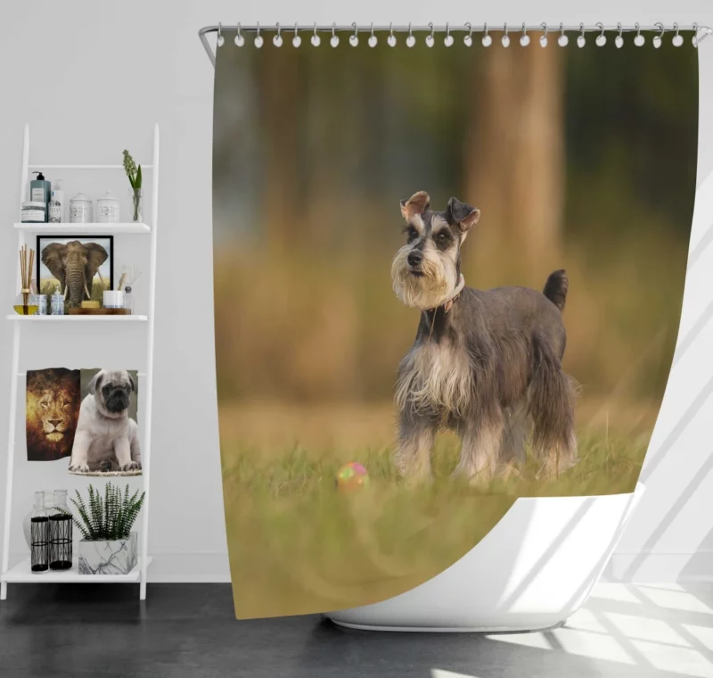 Schnauzer Grassy Rest Furry Delight Shower Curtain