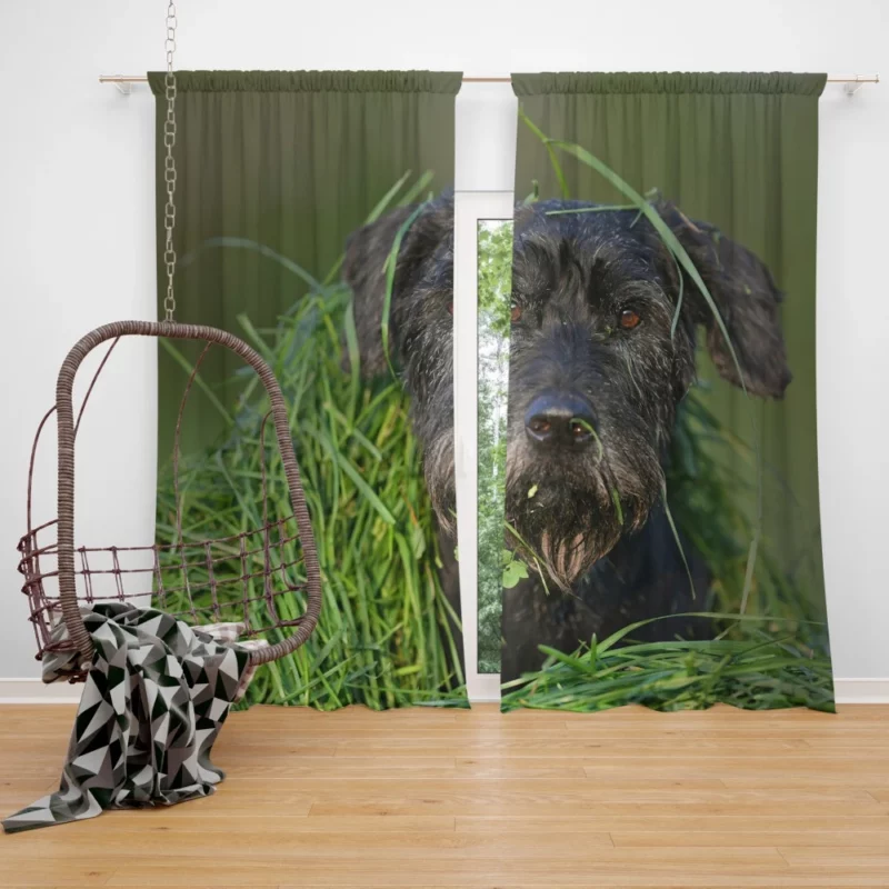 Schnauzer Muzzle and Meadow Curtain