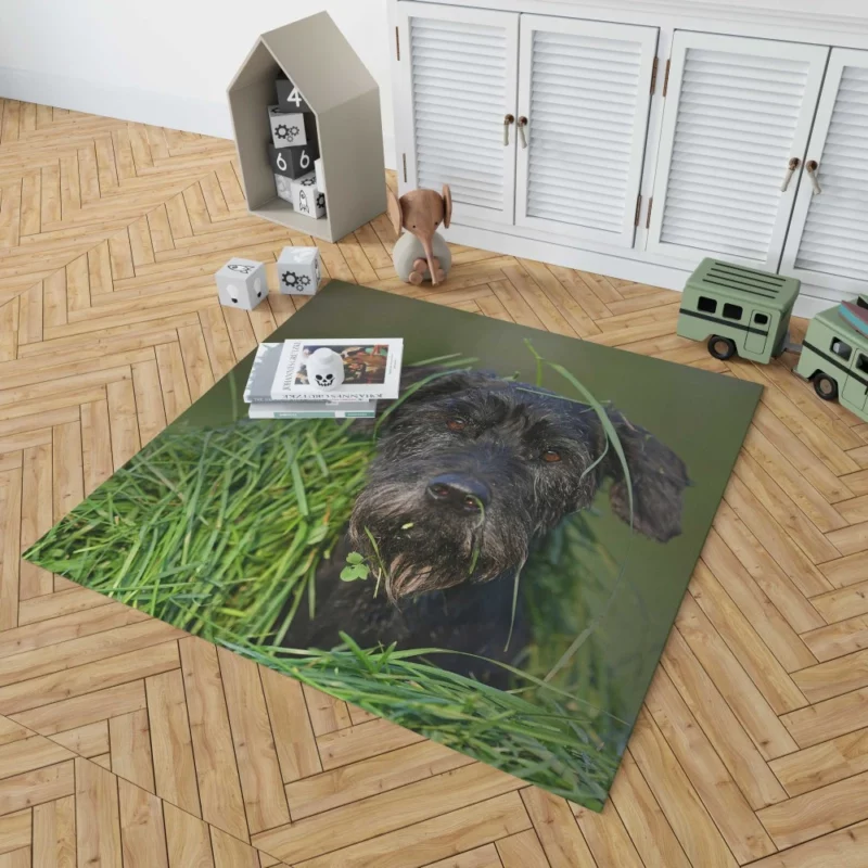 Schnauzer Muzzle and Meadow Rug 1