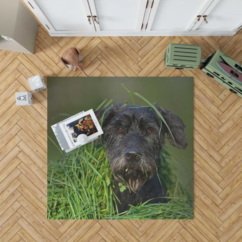 Schnauzer Muzzle and Meadow Rug