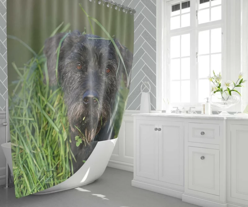 Schnauzer Muzzle and Meadow Shower Curtain 1