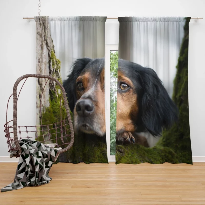 Sennenhund Intense Stare Canine Majesty Curtain