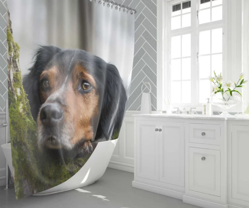 Sennenhund Intense Stare Canine Majesty Shower Curtain 1