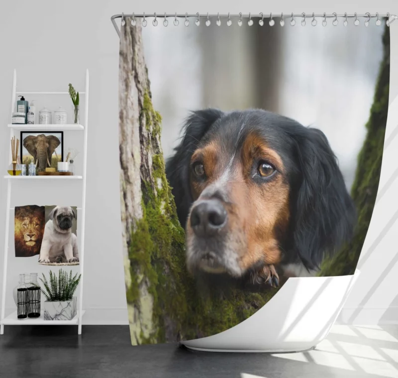 Sennenhund Intense Stare Canine Majesty Shower Curtain