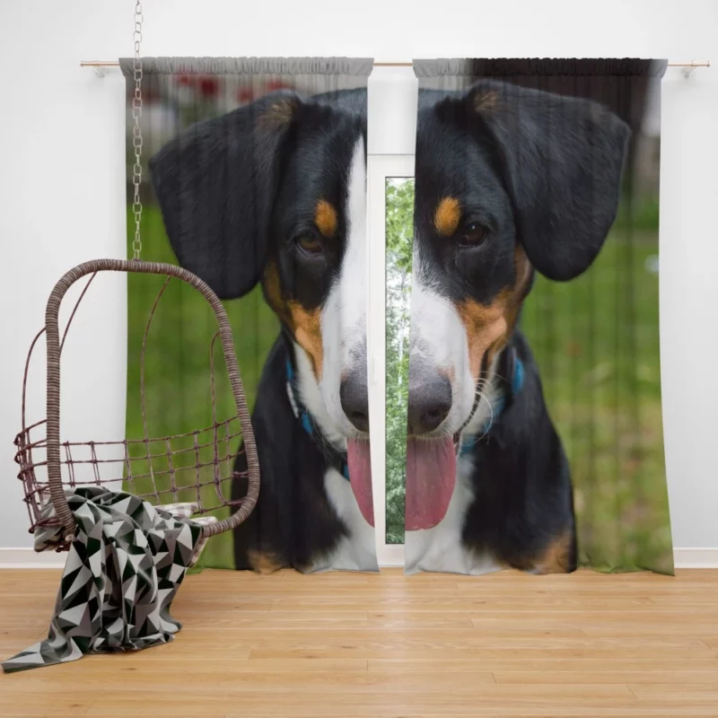 Sennenhund Relaxed Pose Mountain Comfort Curtain