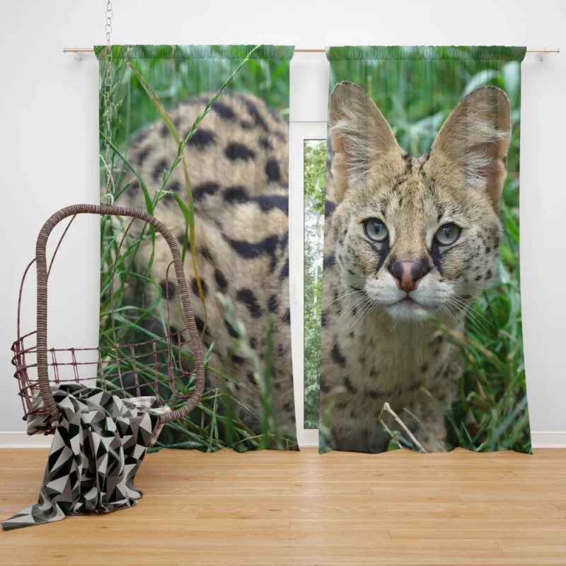 Serval in Grass Wild Elegance Curtain