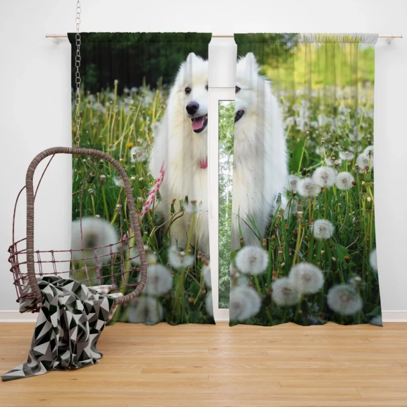 Shetland Sheepdog Amidst Dandelions Curtain