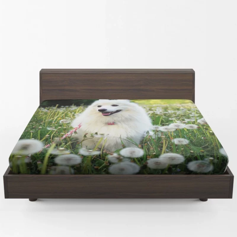 Shetland Sheepdog Amidst Dandelions Fitted Sheet