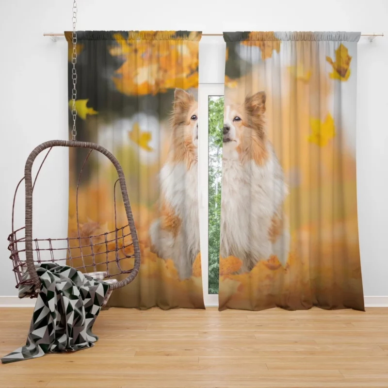 Shetland Sheepdog Amidst Fall Leaves Curtain