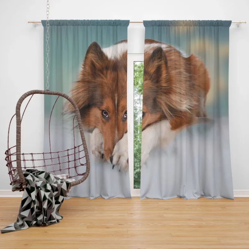 Shetland Sheepdog Intense Stare Curtain