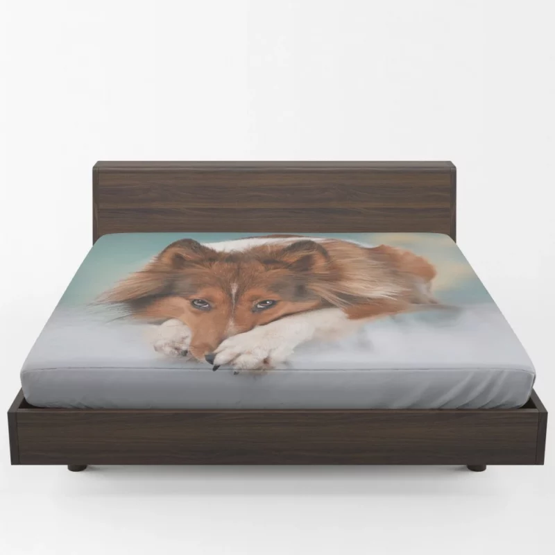 Shetland Sheepdog Intense Stare Fitted Sheet