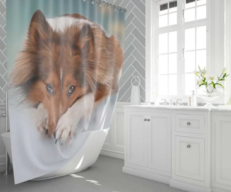 Shetland Sheepdog Intense Stare Shower Curtain 1