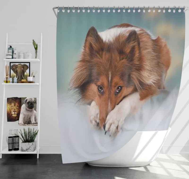 Shetland Sheepdog Intense Stare Shower Curtain