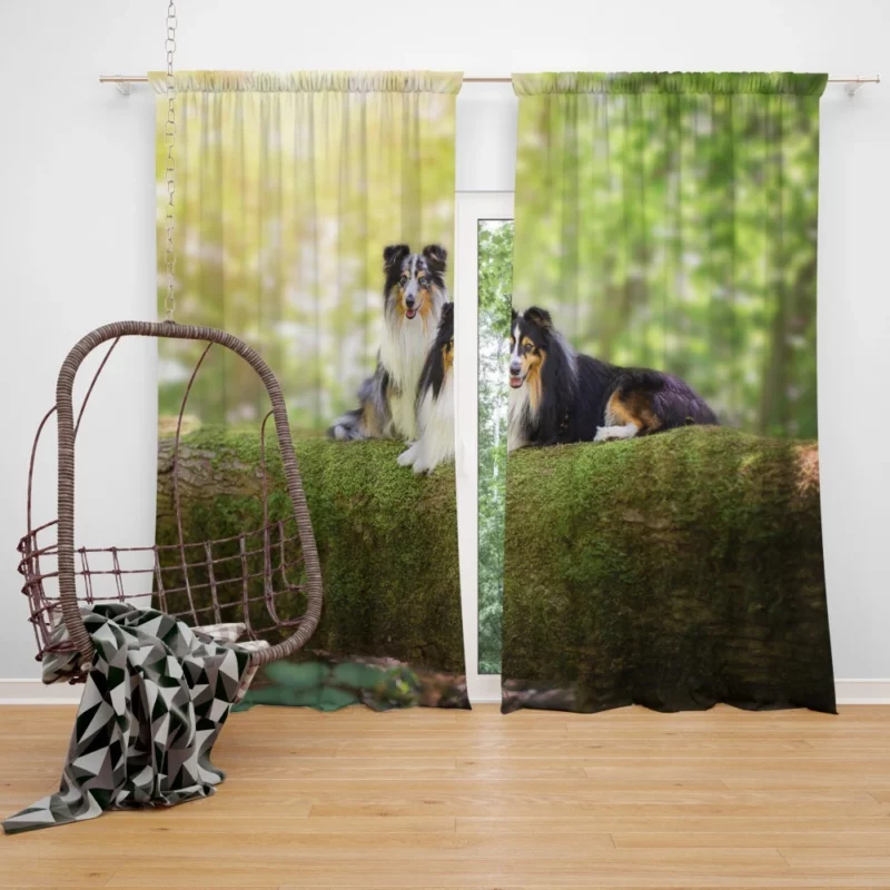 Shetland Sheepdog Playful Innocence Curtain