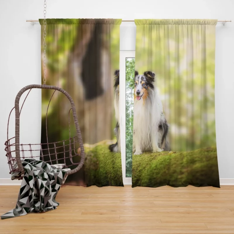 Shetland Sheepdog Wholesome Charm Curtain