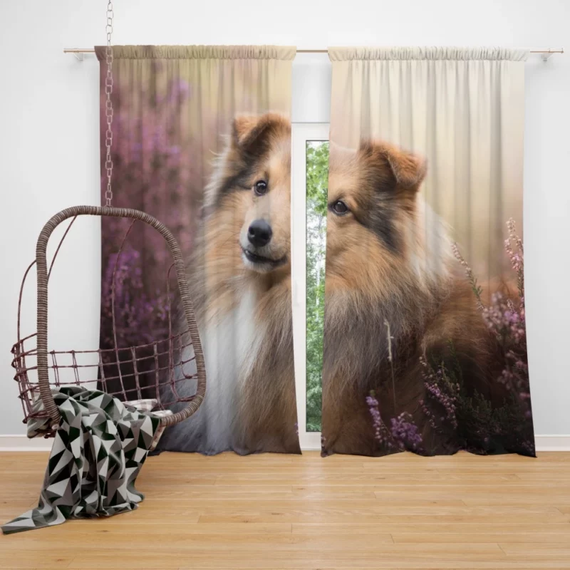 Shetland Sheepdog in Fall Embrace Curtain