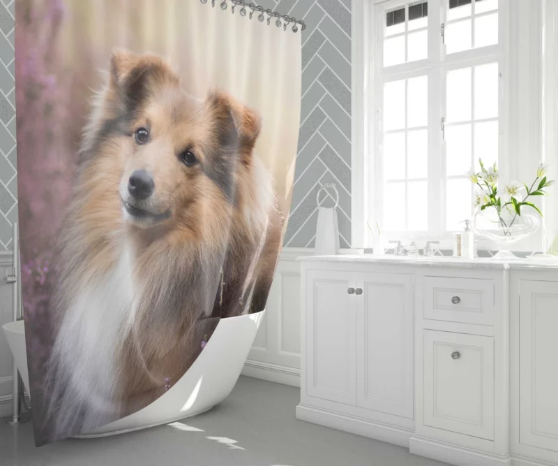 Shetland Sheepdog in Fall Embrace Shower Curtain 1