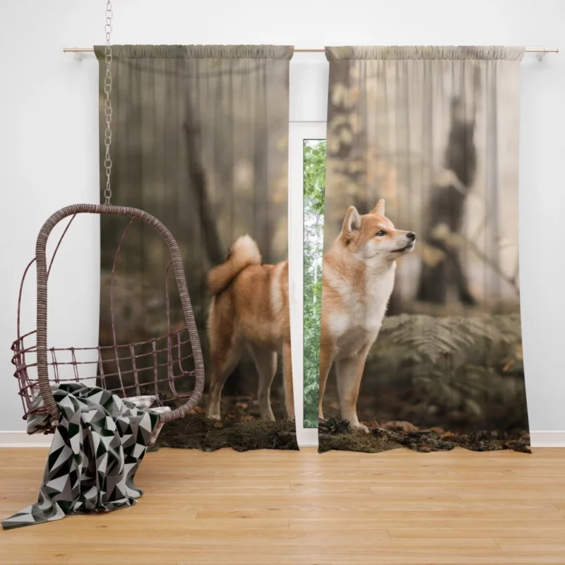 Shiba Inu Depth of Field Gaze Curtain