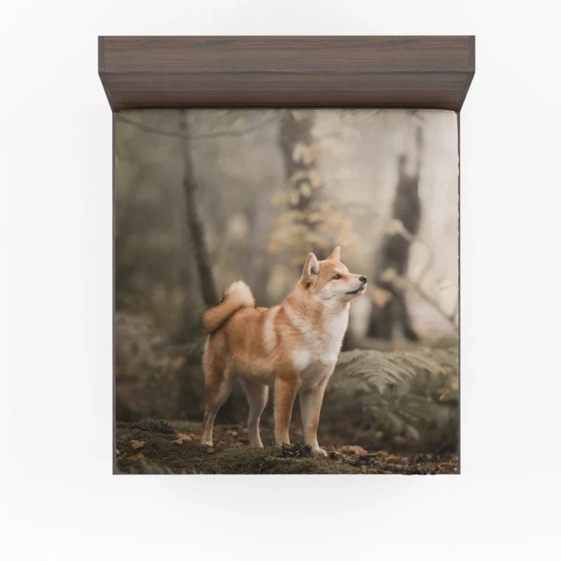 Shiba Inu Depth of Field Gaze Fitted Sheet 1