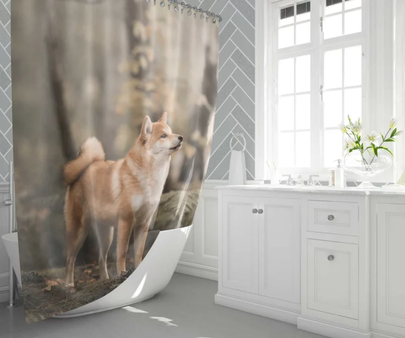 Shiba Inu Depth of Field Gaze Shower Curtain 1