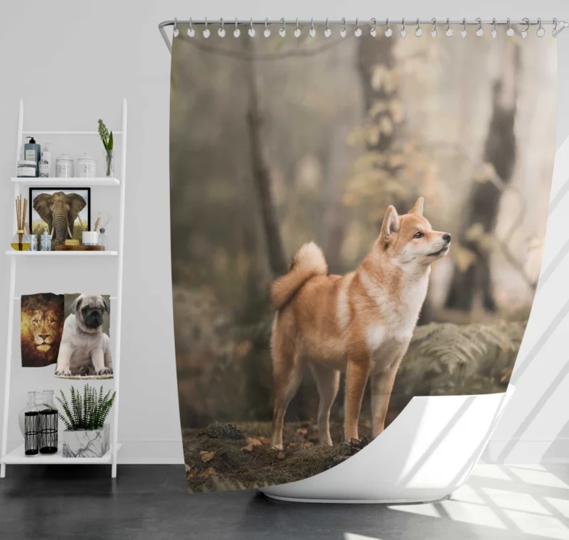 Shiba Inu Depth of Field Gaze Shower Curtain