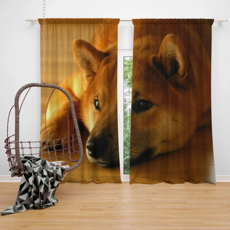 Shiba Inu Restful Gaze Furry Serenity Curtain