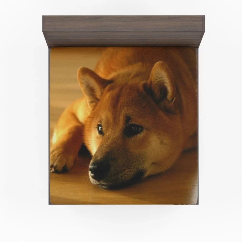 Shiba Inu Restful Gaze Furry Serenity Fitted Sheet 1