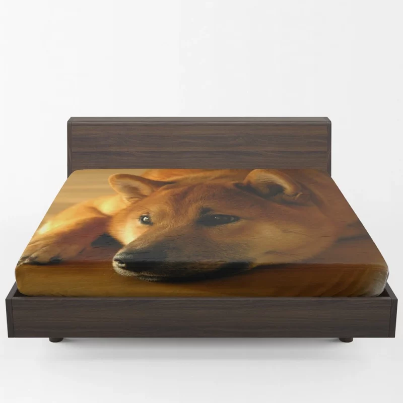 Shiba Inu Restful Gaze Furry Serenity Fitted Sheet