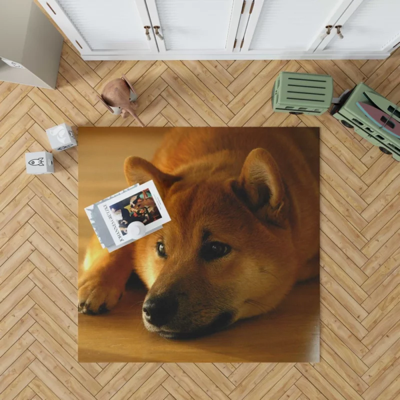 Shiba Inu Restful Gaze Furry Serenity Rug