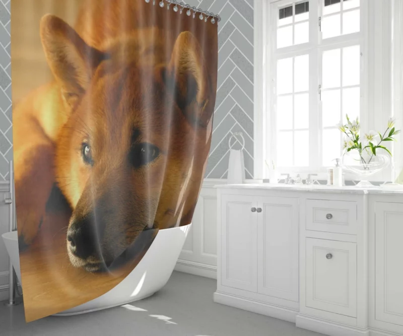 Shiba Inu Restful Gaze Furry Serenity Shower Curtain 1