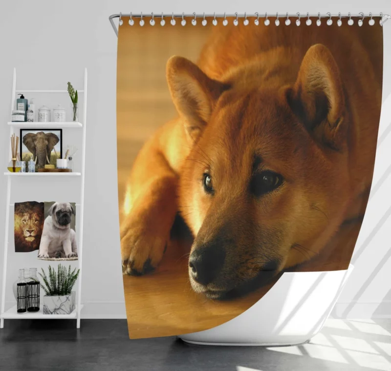 Shiba Inu Restful Gaze Furry Serenity Shower Curtain