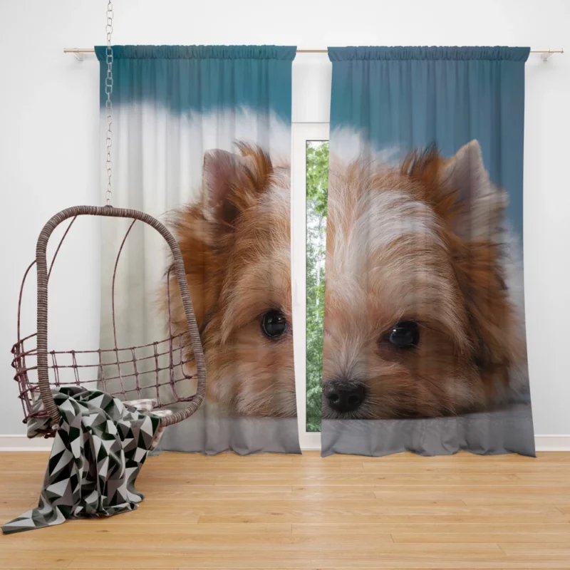 Shih Tzu Puppy Playful Whimsy Curtain