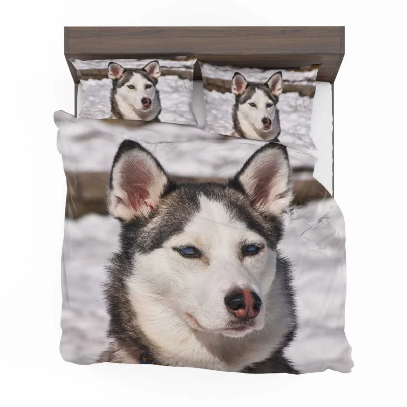 Siberian Husky Arctic Charm Furry Companion Bedding Set 1